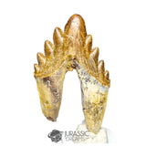 20125 - Outstanding Huge Basilosaurus (Whale Ancestor) Molar Rooted Tooth