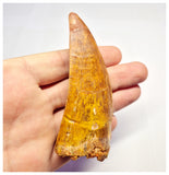 1373 - Huge Carcharodontosaurus saharicus Dinosaur Tooth - Cretaceous KemKem Beds