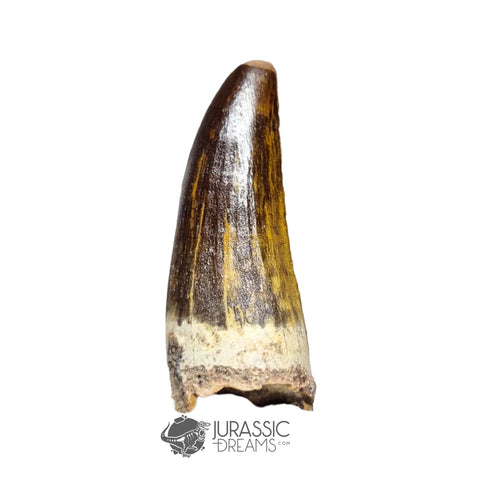 20129 - Nicely Preserved Suchomimus tenerensis Dinosaur Tooth