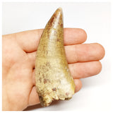 1301 - Huge Afrovenator abakensis Megalosaurid Dinosaur Tooth Jurassic Tiouraren Fm