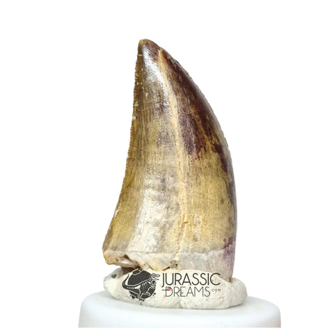 20046- Nicely Preserved Afrovenator abakensis Megalosaurid Dinosaur Tooth Jurassic Tiouraren Fm