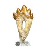 20233 - Nicely Preserved Basilosaurus (Whale Ancestor) Molar Rooted Tooth