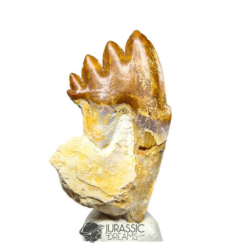 20197 - Nicely Preserved  Basilosaurus (Whale Ancestor) Molar Rooted Tooth