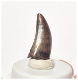 1523 - Finest Quality Daspletosaurus Tyrannosaurid Dinosaur Tooth Cretaceous - Montana USA