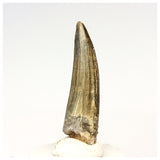 1310 - Nicely Preserved Suchomimus tenerensis Spinosaurid Dinosaur Tooth - Cretaceous Elrhaz Fm