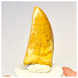 1410 - Nicely Preserved Carcharodontosaurus saharicus Dinosaur Tooth