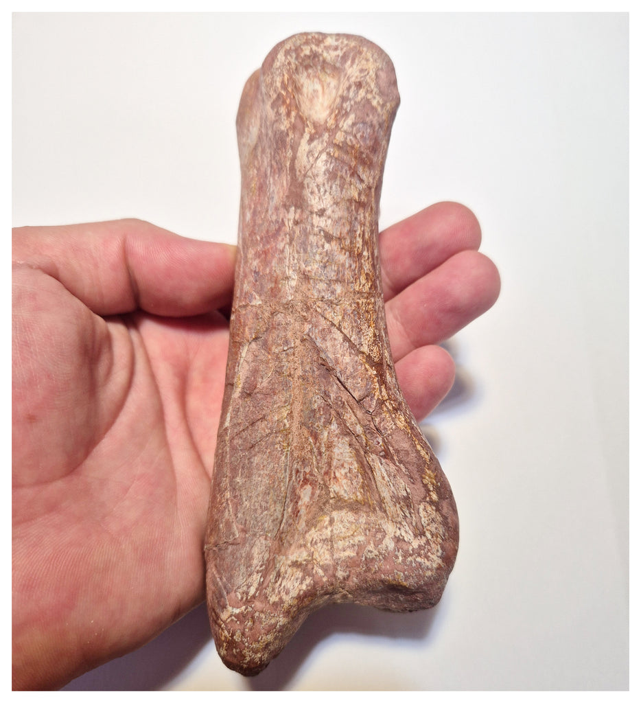 1524 - Finest Grade Huge 16cm Spinosaurus aegyptiacus Dinosaur Phalanx Toe Bone