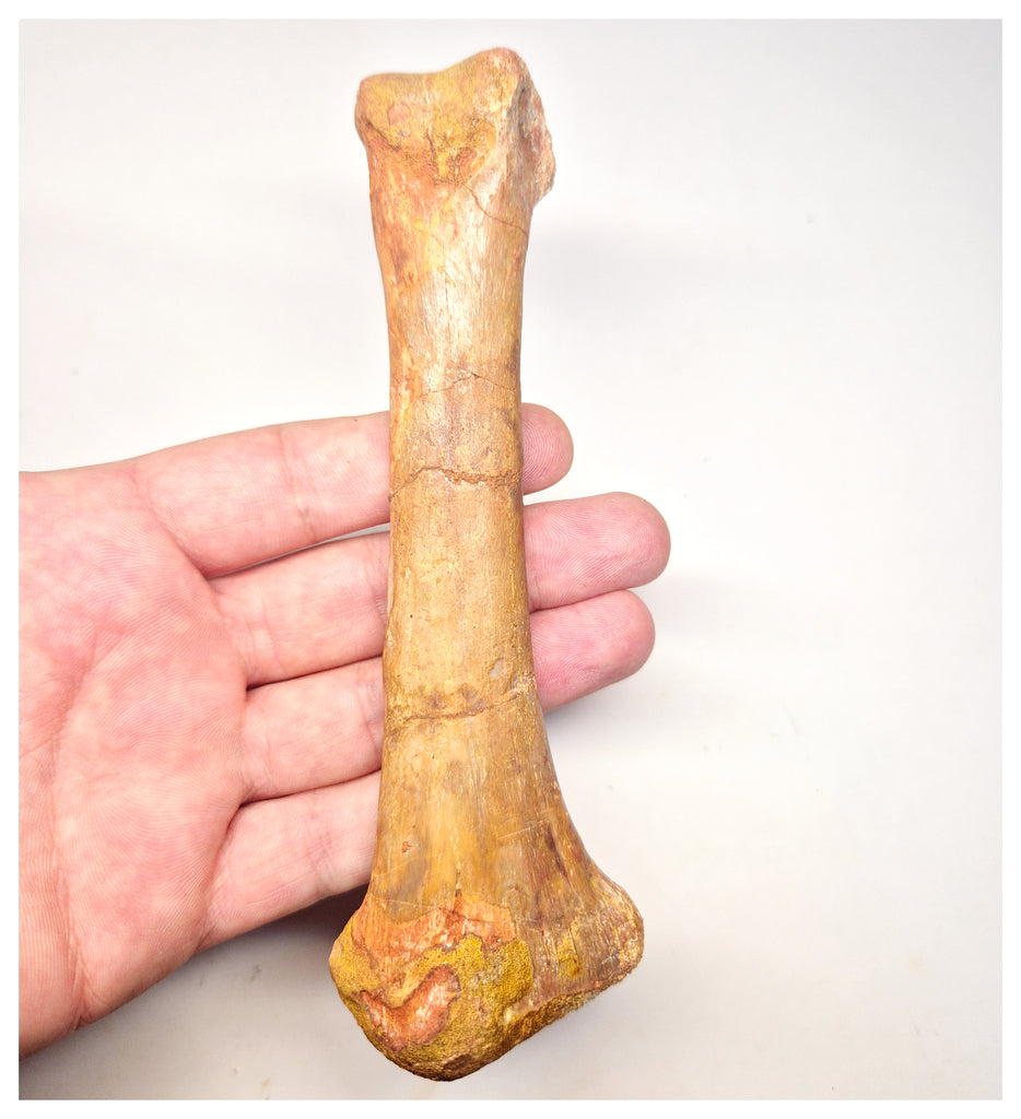 1520 - Rare Unidentified Cretaceous Crocodile Metacarpal Bone - KemKem Beds