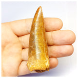 1312 - Huge Carcharodontosaurus saharicus Dinosaur Tooth - Cretaceous KemKem Beds