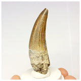 1309 - Nicely Preserved Suchomimus tenerensis Spinosaurid Dinosaur Tooth - Cretaceous Elrhaz Fm