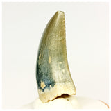 1320 - Gem Grade Afrovenator abakensis Megalosaurid Dinosaur Tooth Jurassic Tiouraren Fm