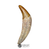 20123 - Top Huge Basilosaurus (Whale Ancestor) Incisor Rooted Tooth