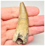 1563 - Large Suchomimus tenerensis Spinosaurid Dinosaur Tooth - Cretaceous Elrhaz Fm