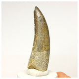 1344 - Rare Suchomimus tenerensis Spinosaurid Dinosaur Tooth - Cretaceous Elrhaz Fm