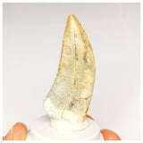 1302 - Finest Quality Afrovenator abakensis Megalosaurid Dinosaur Tooth Jurassic Tiouraren Fm