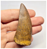 1383 - Nice Carcharodontosaurus saharicus Dinosaur Tooth - Cretaceous KemKem Beds