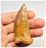 1385 - Nice Carcharodontosaurus saharicus Dinosaur Tooth - Cretaceous KemKem Beds