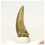 1340 - Rare Afrovenator abakensis Megalosaurid Dinosaur Tooth Jurassic Tiouraren Fm