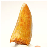 1338 - Nicely Preserved Carcharodontosaurus saharicus Dinosaur Tooth