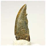 1341 - Kryptops palaios Abelisaurid Theropod Dinosaur Tooth Cretaceous Elrhaz Fm