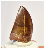 1390 - Gem Grade Carcharodontosaurus saharicus Dinosaur Tooth KemKem