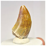 1424 - Gem Grade Afrovenator abakensis Megalosaurid Dinosaur Tooth Jurassic Tiouraren Fm