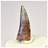 1440 - Rare Serrated Suchomimus tenerensis Spinosaurid Dinosaur Tooth - Cretaceous Elrhaz Fm