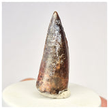 1440 - Rare Serrated Suchomimus tenerensis Spinosaurid Dinosaur Tooth - Cretaceous Elrhaz Fm