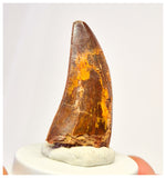 1391 - Gem Grade Carcharodontosaurus saharicus Dinosaur Tooth KemKem