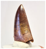 1390 - Gem Grade Carcharodontosaurus saharicus Dinosaur Tooth KemKem