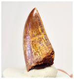 1392 - Gem Grade Carcharodontosaurus saharicus Dinosaur Tooth KemKem