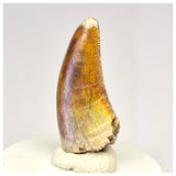 1424 - Gem Grade Afrovenator abakensis Megalosaurid Dinosaur Tooth Jurassic Tiouraren Fm