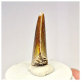 1424 - Gem Grade Afrovenator abakensis Megalosaurid Dinosaur Tooth Jurassic Tiouraren Fm