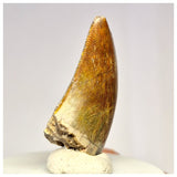 1424 - Gem Grade Afrovenator abakensis Megalosaurid Dinosaur Tooth Jurassic Tiouraren Fm