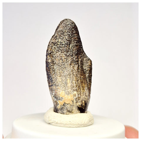 1449 - Nicely Preserved Jobaria Sauropod Dinosaur Tooth Jurassic Tiouraren Fm