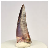 1440 - Rare Serrated Suchomimus tenerensis Spinosaurid Dinosaur Tooth - Cretaceous Elrhaz Fm