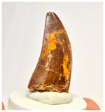 1391 - Gem Grade Carcharodontosaurus saharicus Dinosaur Tooth KemKem