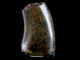 10042 - Real Daspletosaurus Tyrannosaurid Dinosaur Tooth Cretaceous - Montana