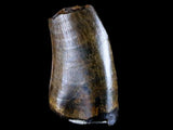 10042 - Real Daspletosaurus Tyrannosaurid Dinosaur Tooth Cretaceous - Montana