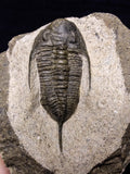 08811 - 2.62 Inch Rare MUCRONASPIS SP Trilobite Upper Ordovician Ktaoua Fm