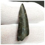 10122 - Exceedingly Rare Suchomimus tenerensis Dinosaur Tooth - Elrhaz Fm - Niger