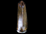 10042 - Real Daspletosaurus Tyrannosaurid Dinosaur Tooth Cretaceous - Montana