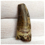 10123 - Exceedingly Rare Suchomimus tenerensis Dinosaur Tooth - Elrhaz Fm - Niger