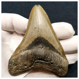 10032 - Complete Nicely Serrated 4.34 Inch Carcharocles Megalodon Shark Tooth