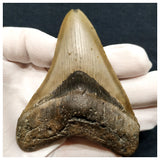 10032 - Complete Nicely Serrated 4.34 Inch Carcharocles Megalodon Shark Tooth