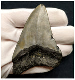 10039 - Nicely Preserved 3.26 Inch Carcharocles Megalodon Shark Tooth