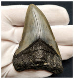 10039 - Nicely Preserved 3.26 Inch Carcharocles Megalodon Shark Tooth