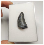 T4- Nicely Serrated Eocarcharia dinops Dinosaur Tooth - Cretaceous Elrhaz Fm Tenere Desert