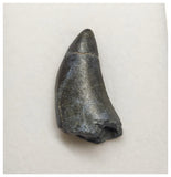 T4- Nicely Serrated Eocarcharia dinops Dinosaur Tooth - Cretaceous Elrhaz Fm Tenere Desert