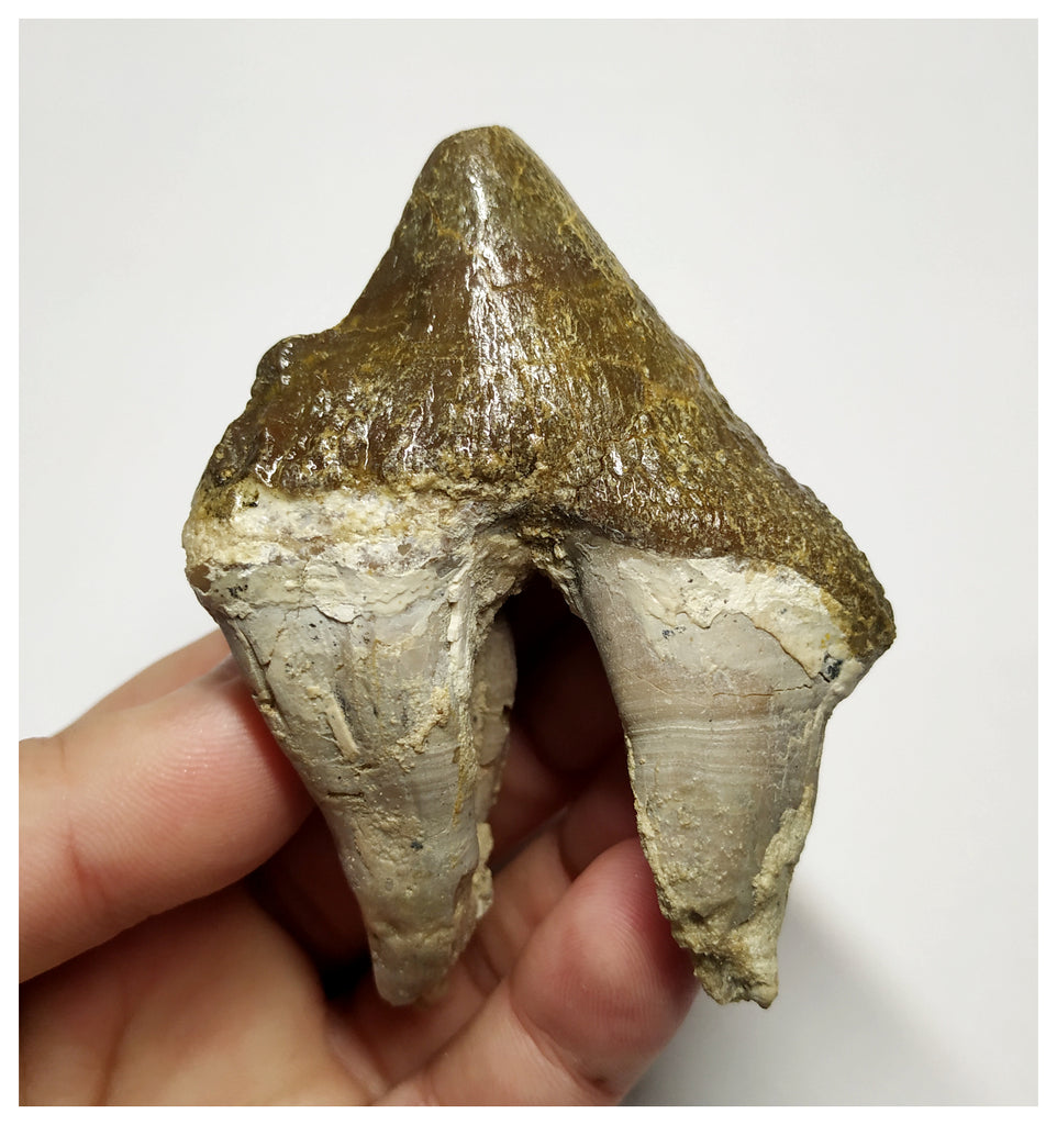 T139 - Rare Huge 3.54 Inch Basilosaurus (Whale Ancestor) Molar Rooted Tooth